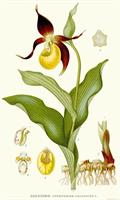 Cypripedium Calceolus